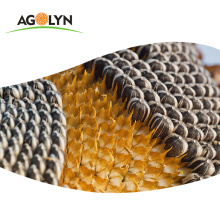 AGOLYN Big Size High Quality Sunflower Seeds Roaster